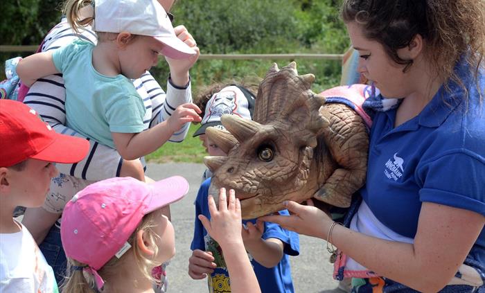 Suzie, the Dinosaur Park's resident pet triceratops, being held by a member of staff, being stroked and petted by young children.